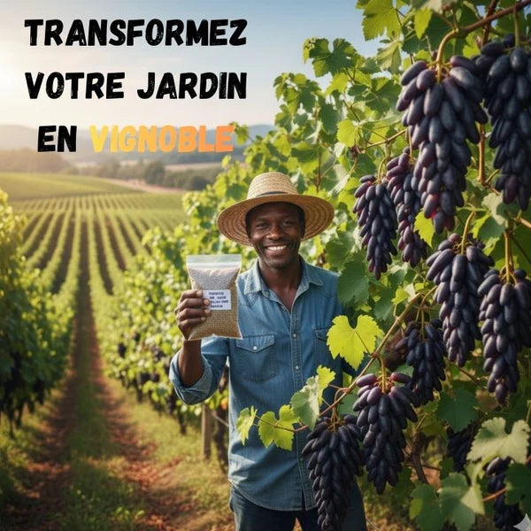 Graines de raisin saphir de haute qualité 🍇✨