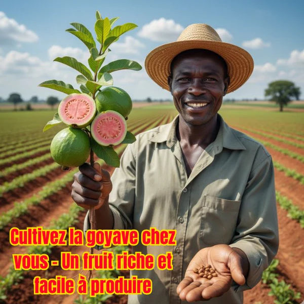 🔥🌱Guava Graines de goyave-fraise