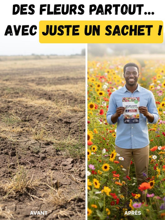 Graines de Fleurs Héritage – Pour un Jardin Vivant et Coloré