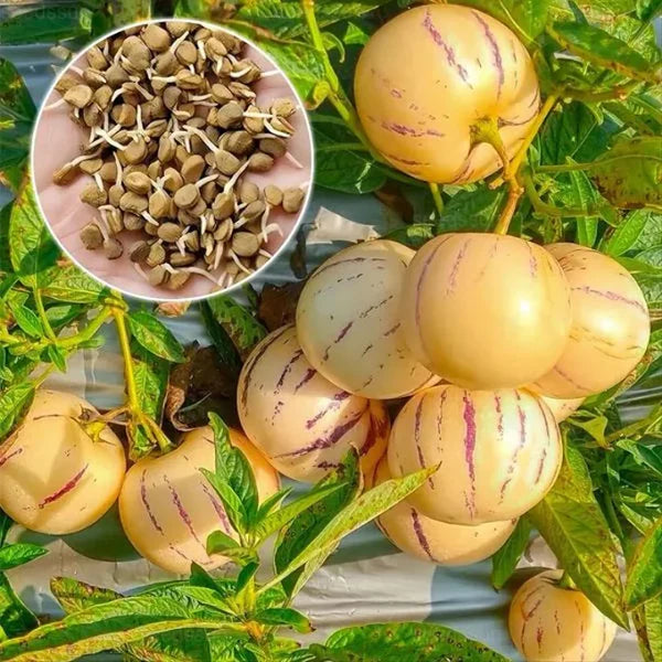 Graines de fruit de ginseng